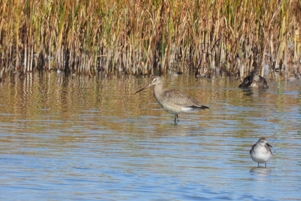 Hudsonian Godwit - ML642750572