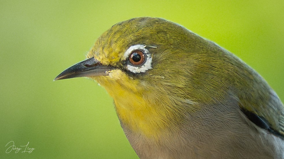 Swinhoe's White-eye - ML642750581