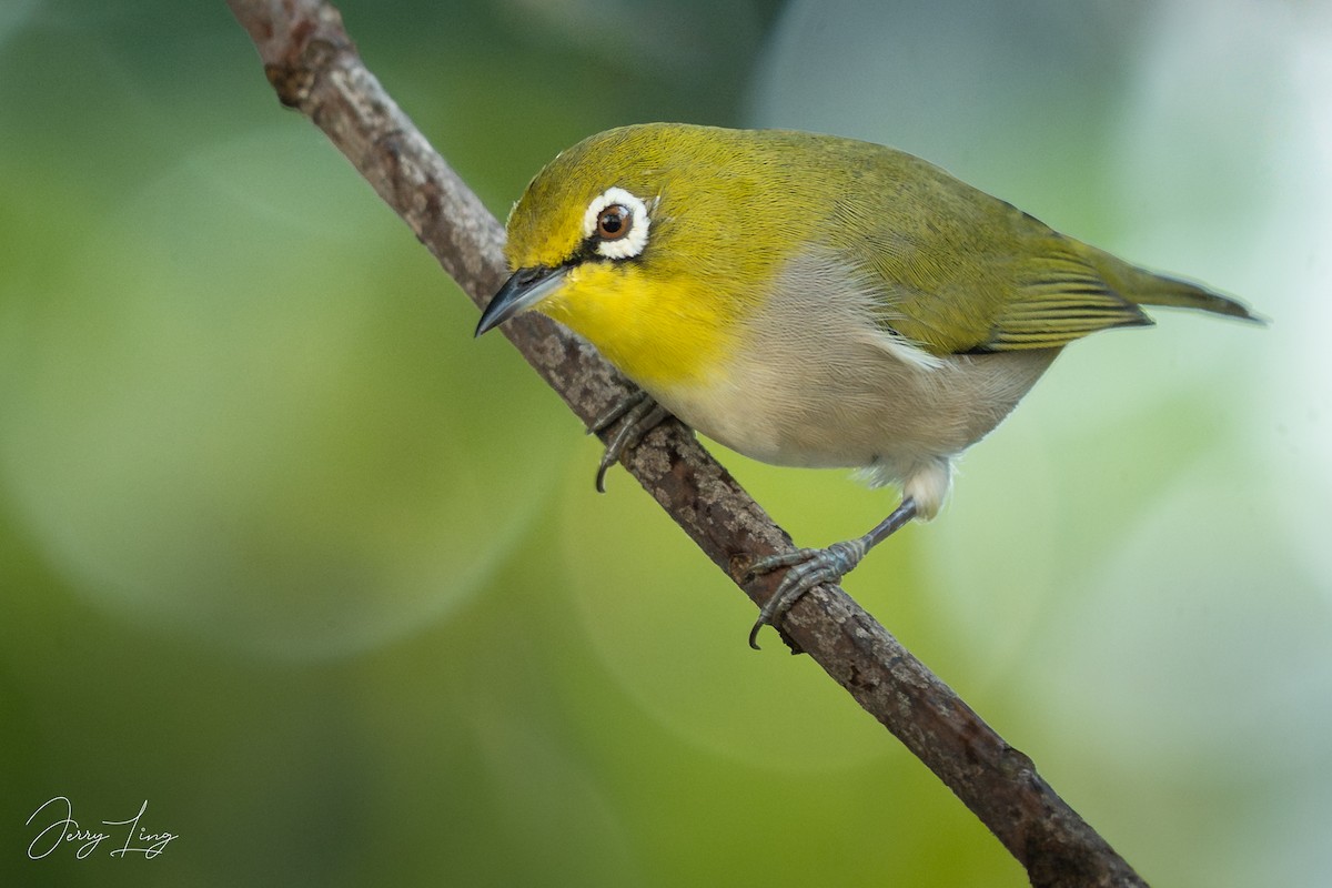 Swinhoe's White-eye - ML642750582