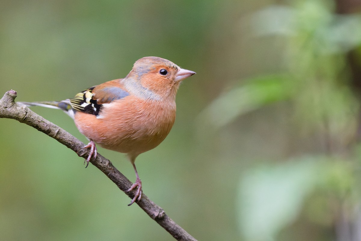 Common Chaffinch - ML642750590