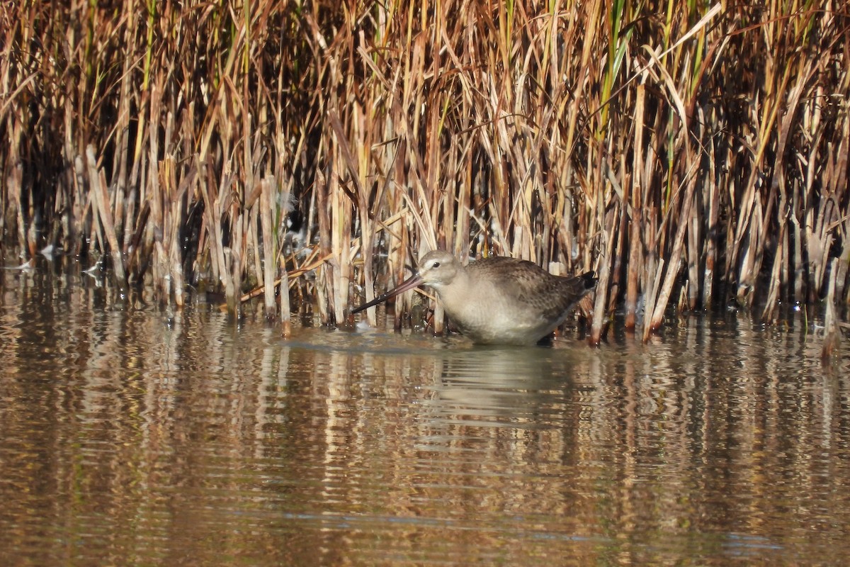 Hudsonian Godwit - ML642750600