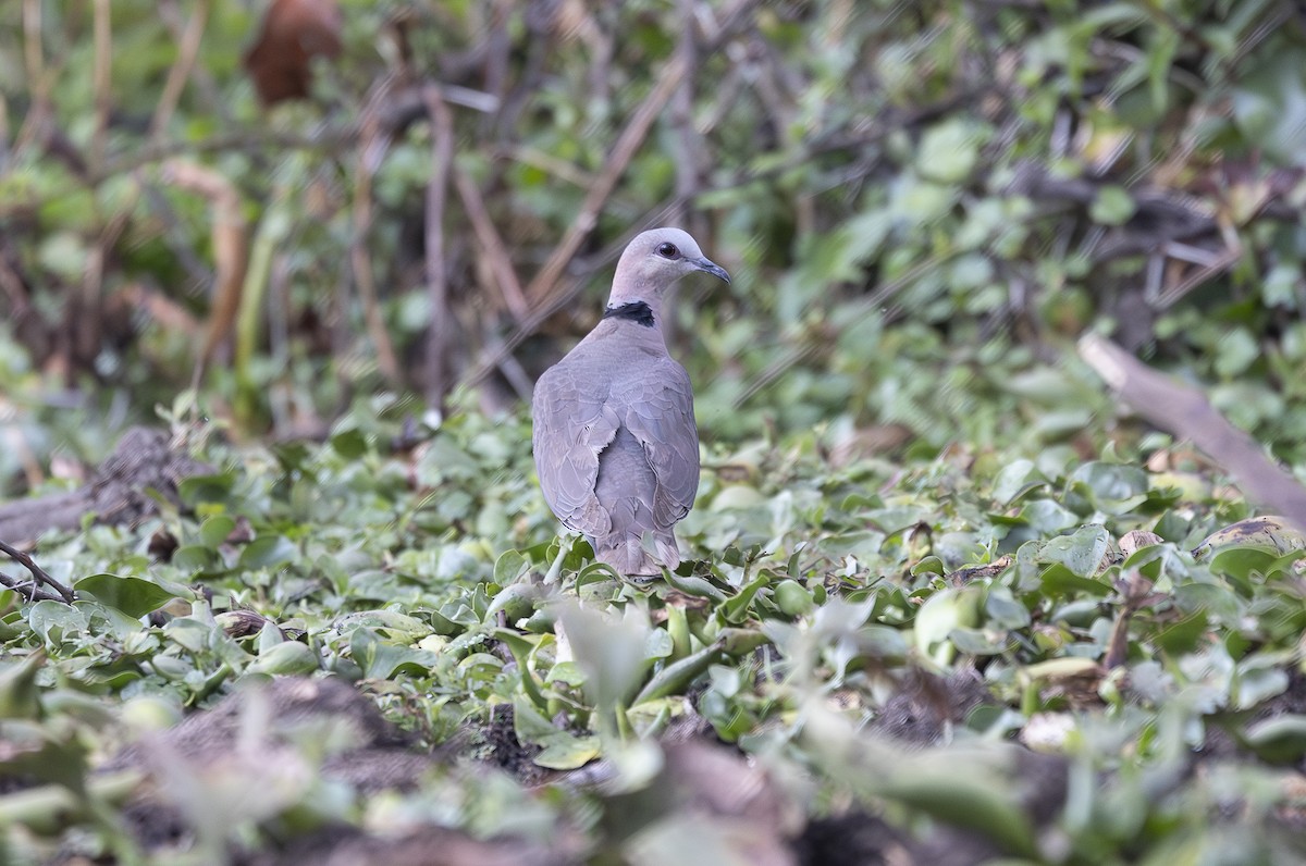 Red-eyed Dove - ML642750612