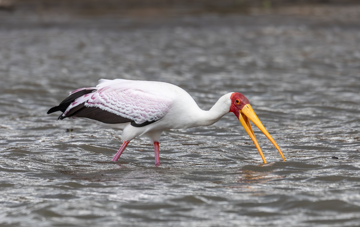 Tantale ibis - ML642750620