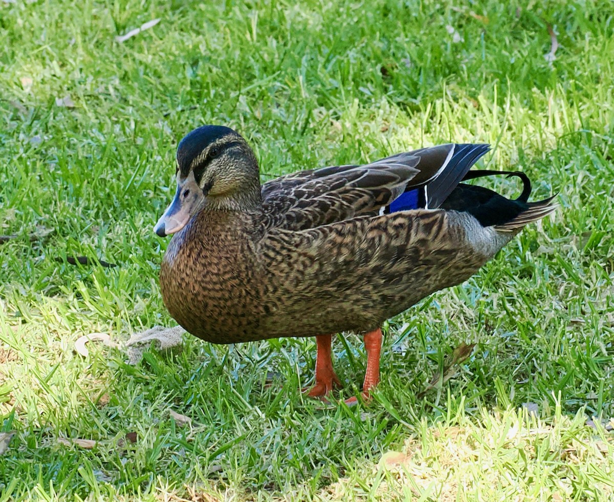 Pacific Black Duck x Mallard (hybrid) - ML642750630