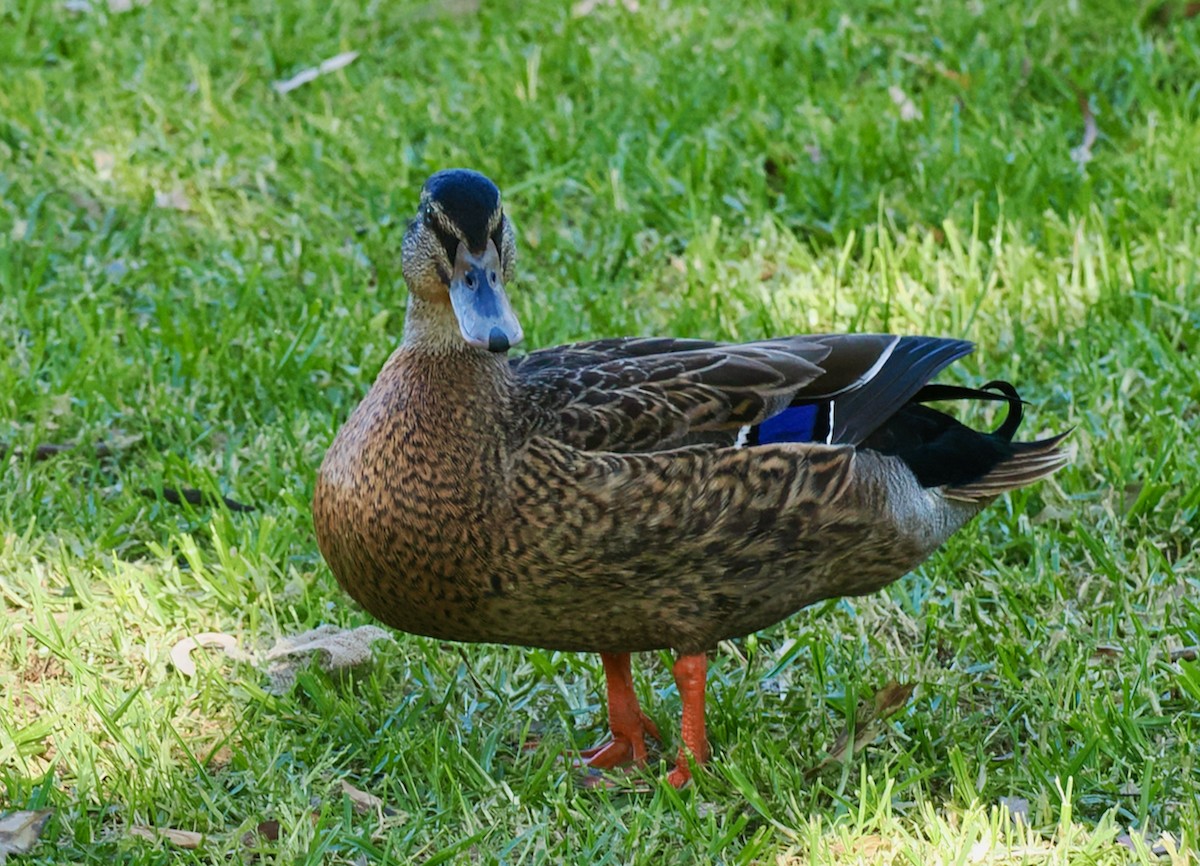 Pacific Black Duck x Mallard (hybrid) - ML642750631
