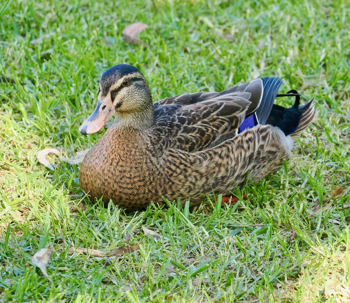Pacific Black Duck x Mallard (hybrid) - ML642750632