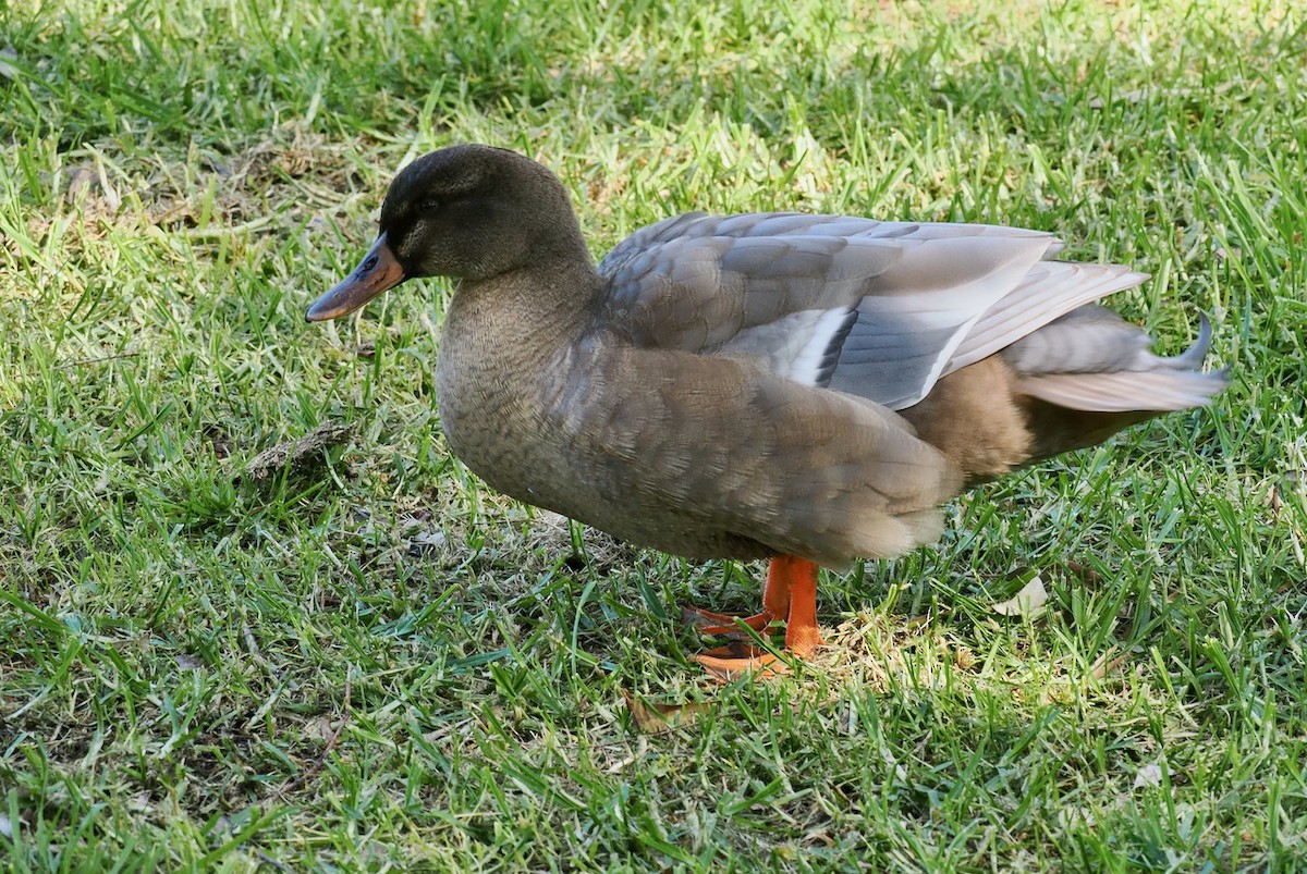 Pacific Black Duck x Mallard (hybrid) - ML642750633