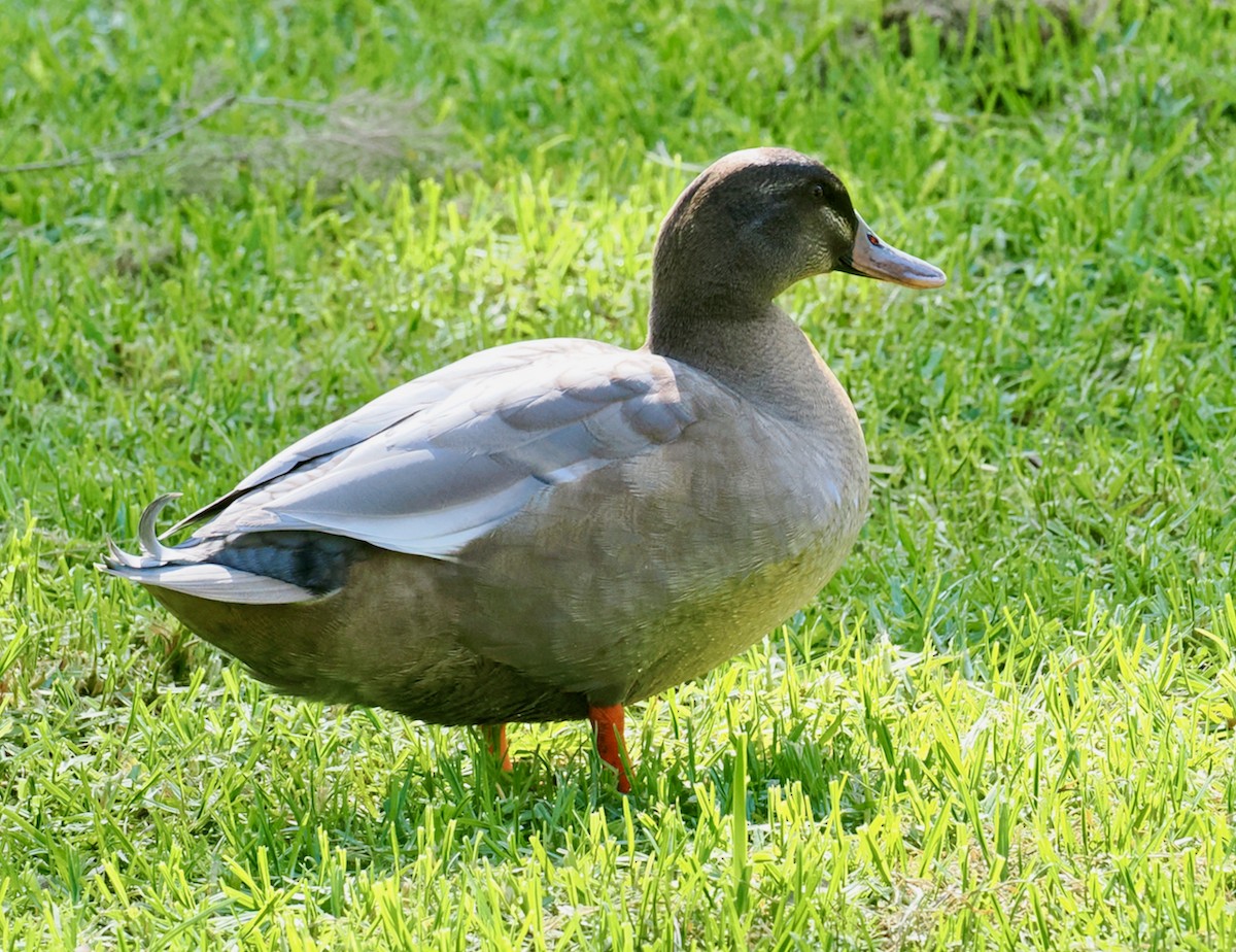 Pacific Black Duck x Mallard (hybrid) - ML642750634