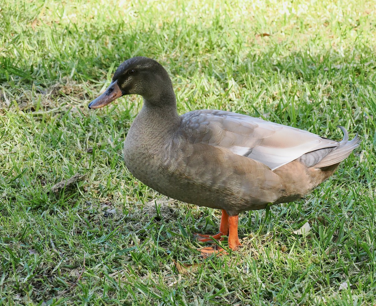Pacific Black Duck x Mallard (hybrid) - ML642750635