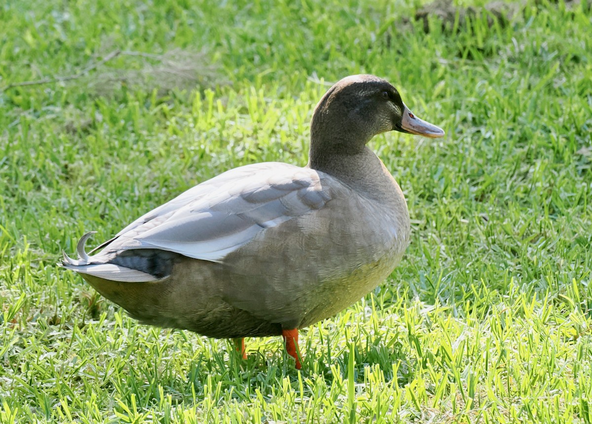 Pacific Black Duck x Mallard (hybrid) - ML642750636