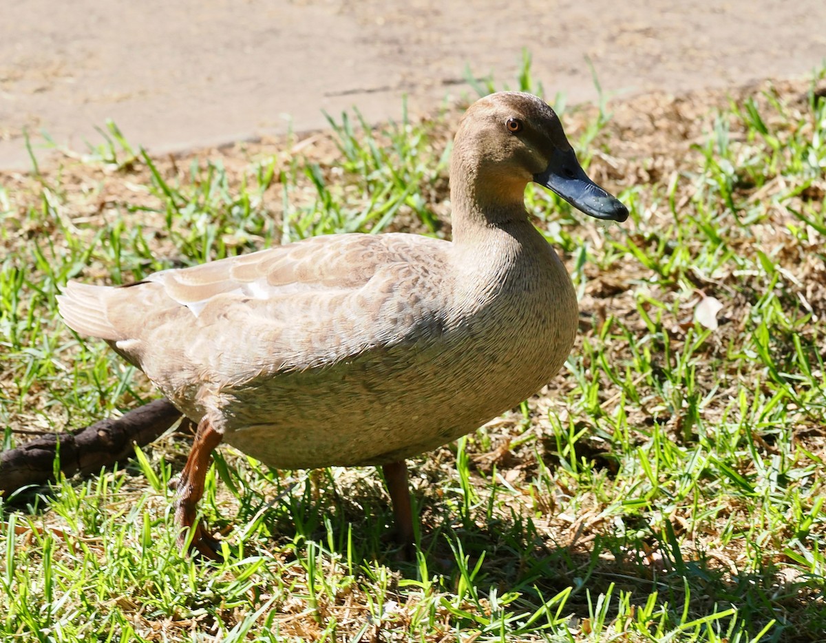 Pacific Black Duck x Mallard (hybrid) - ML642750637
