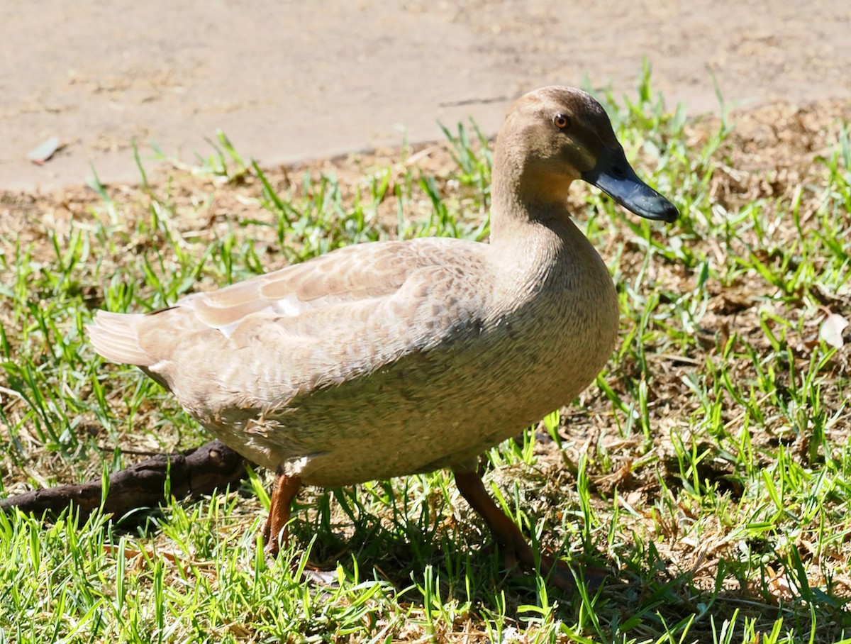 Pacific Black Duck x Mallard (hybrid) - ML642750638