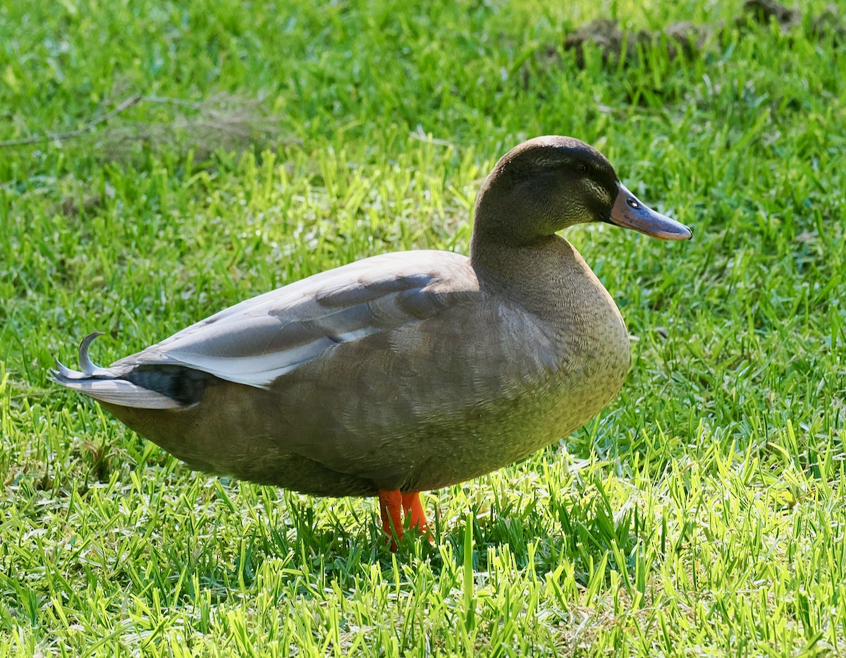 Pacific Black Duck x Mallard (hybrid) - ML642750639
