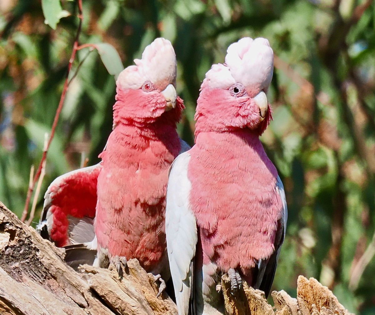 Galah - ML642750650