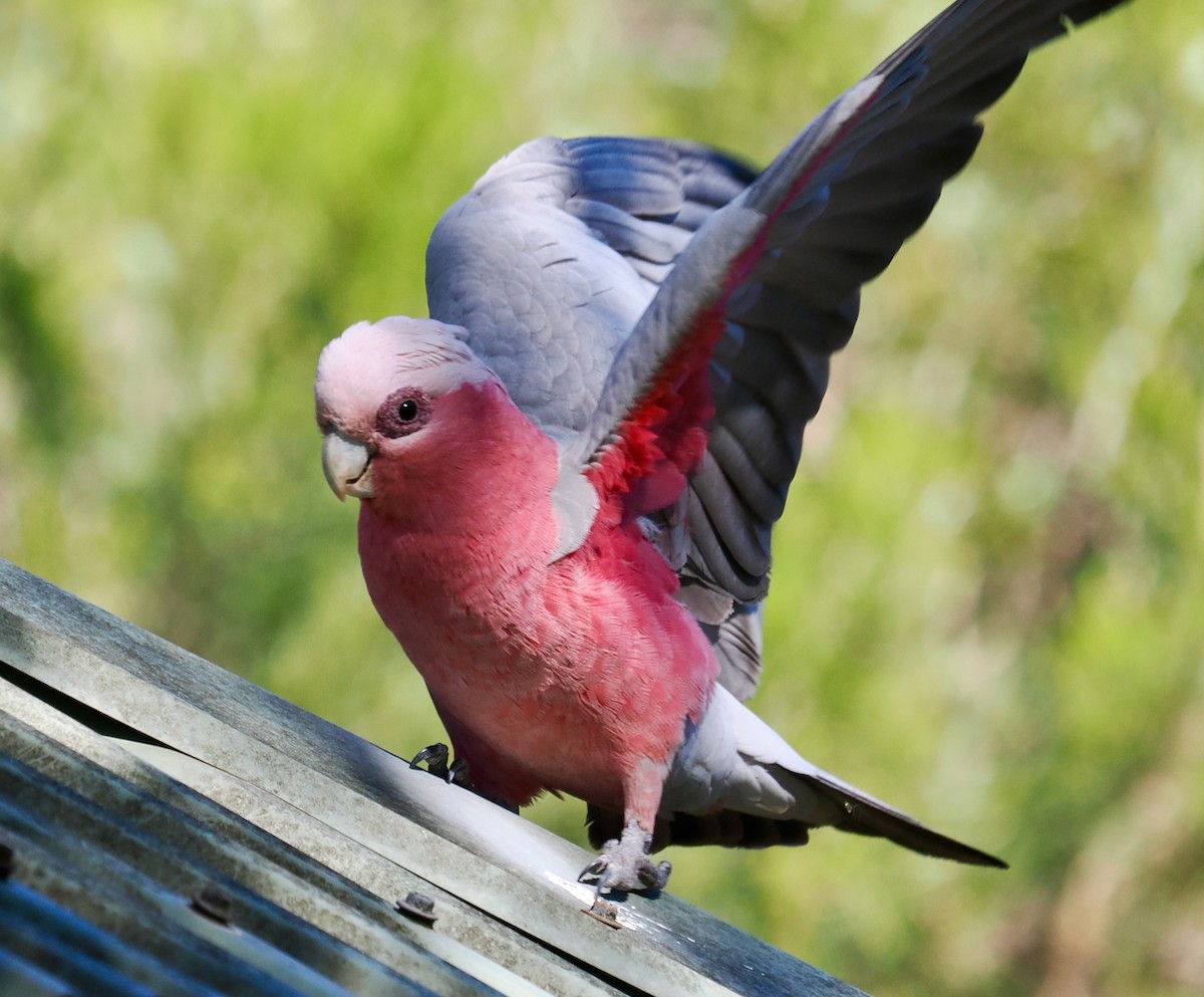 Galah - ML642750651