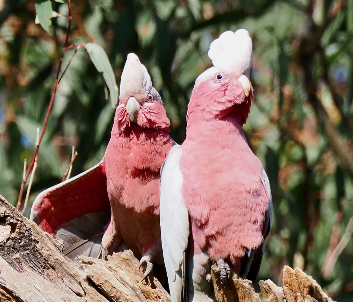 Galah - ML642750652