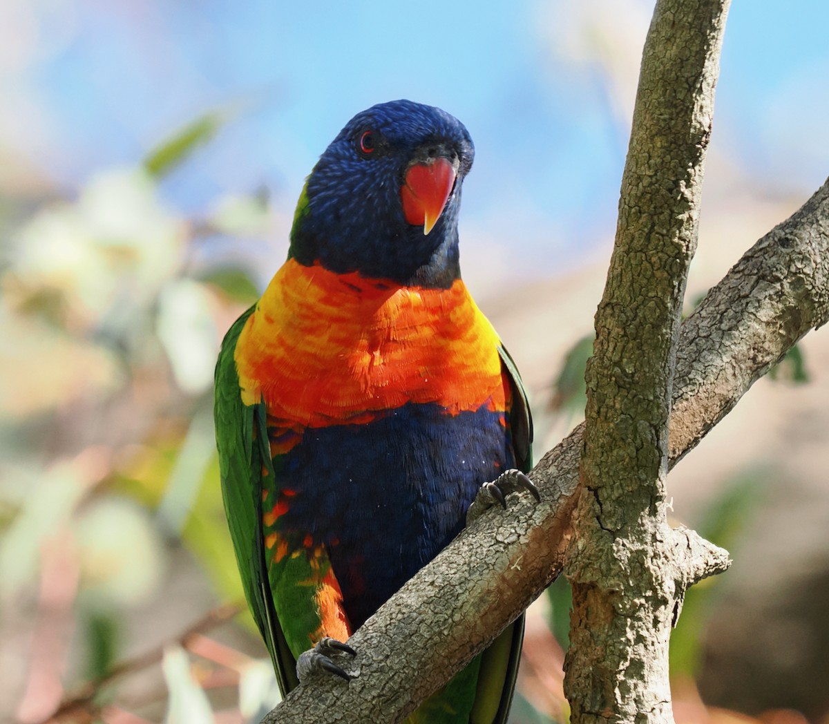 Rainbow Lorikeet - ML642750654