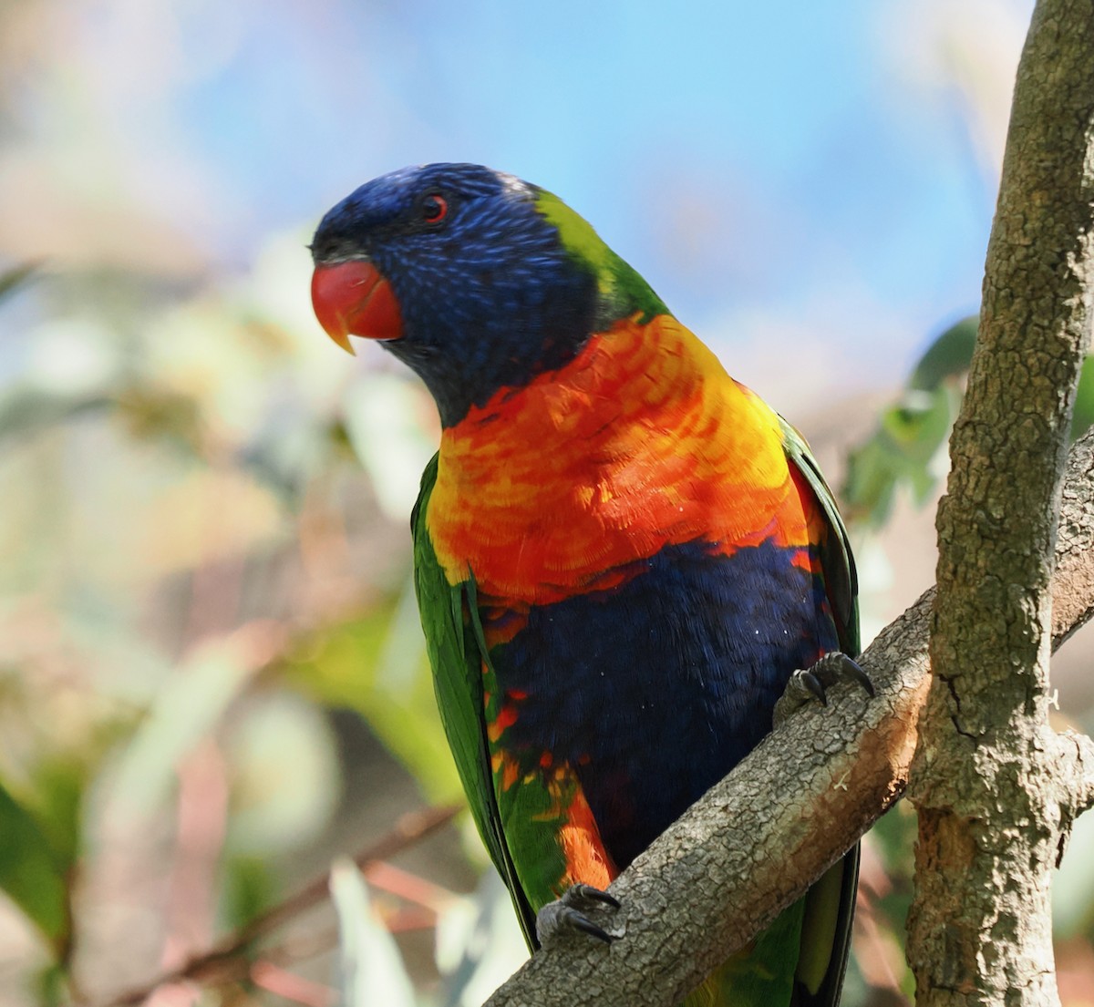 Rainbow Lorikeet - ML642750655