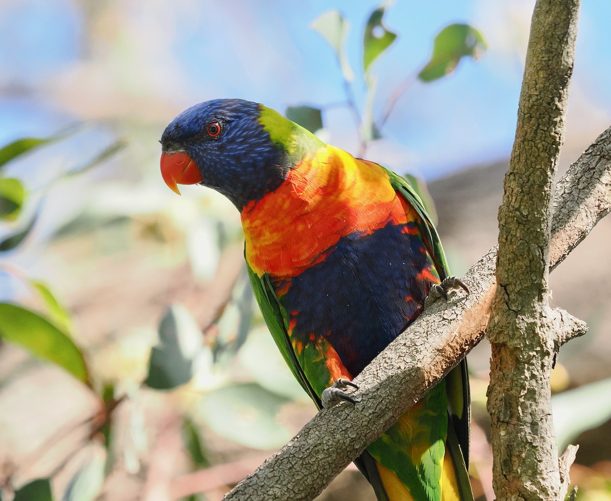 Rainbow Lorikeet - ML642750656