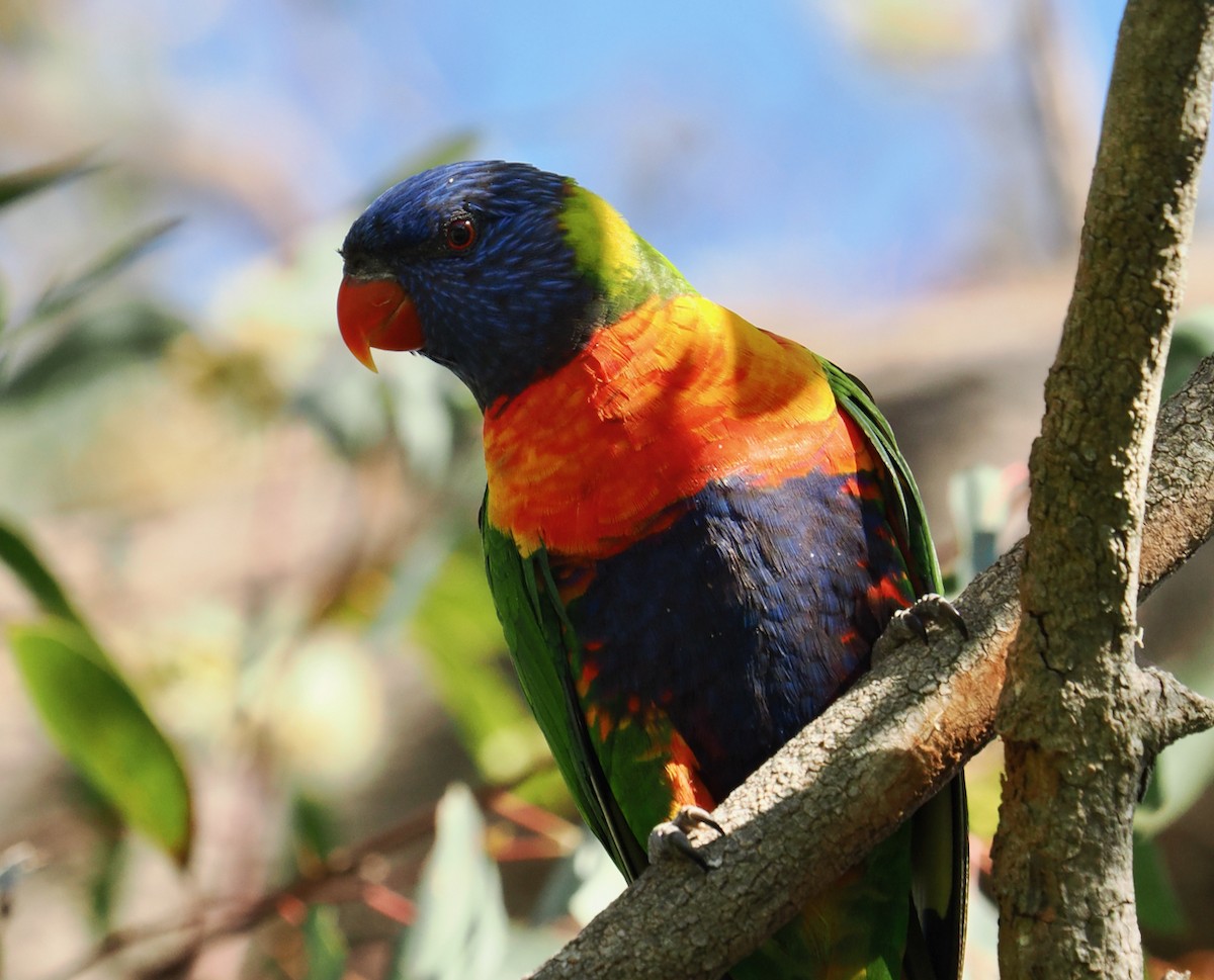 Rainbow Lorikeet - ML642750657
