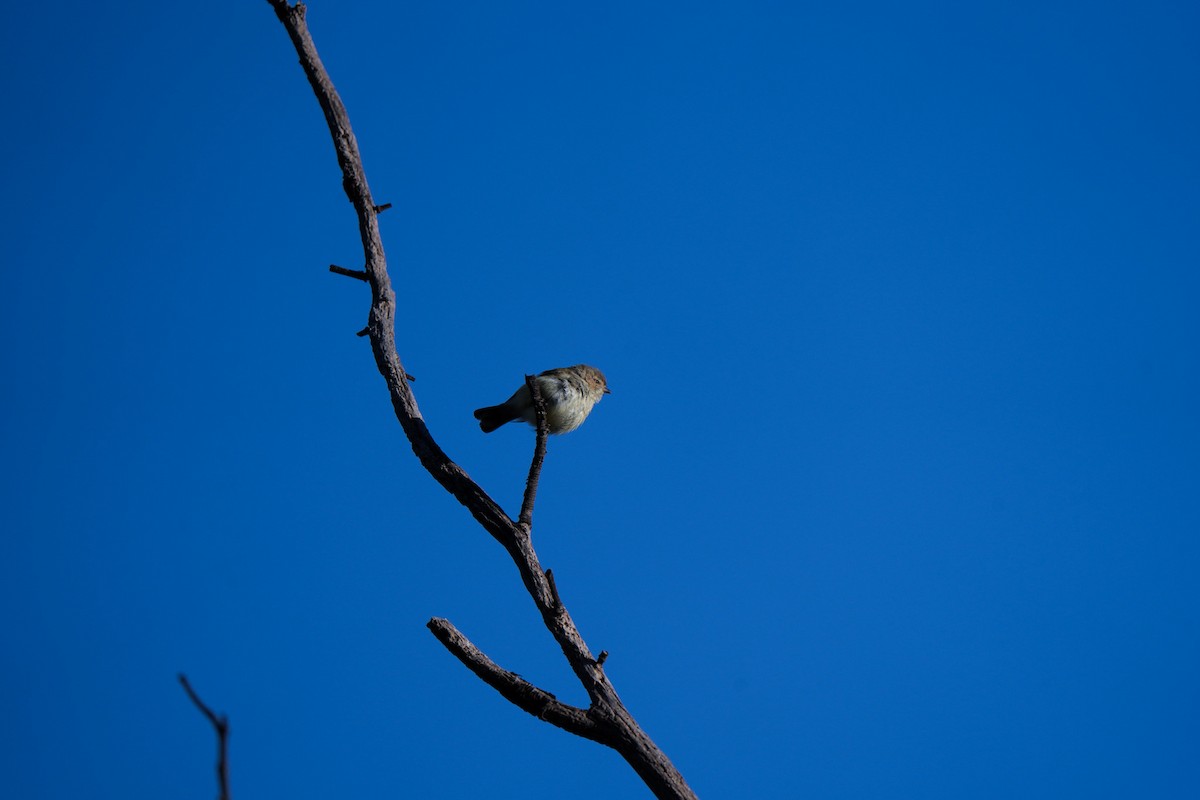 Weebill - ML642750667