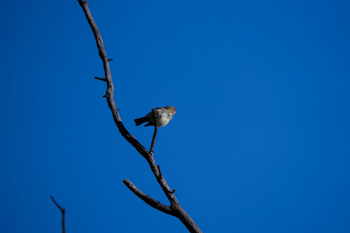 Weebill - ML642750668