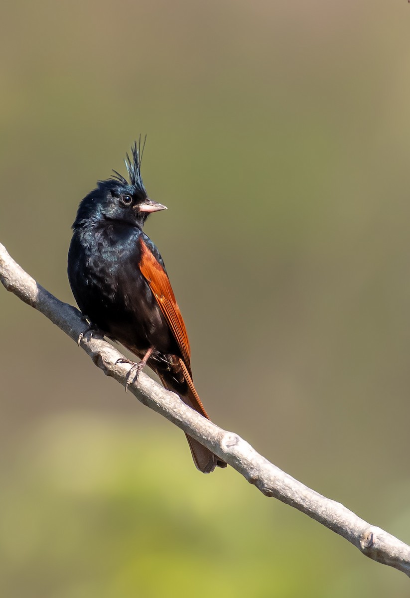 Crested Bunting - ML642750688