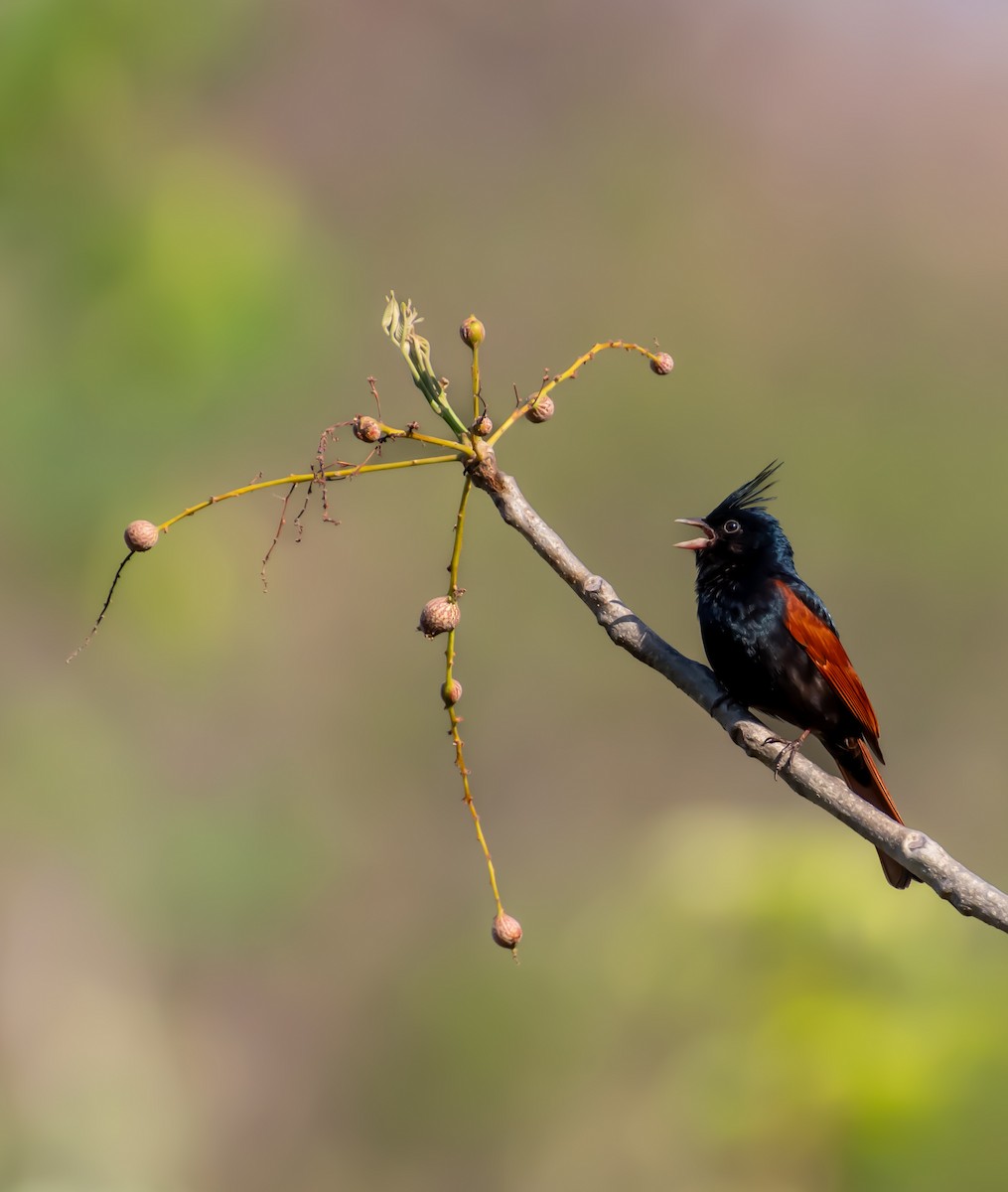 Crested Bunting - ML642750689