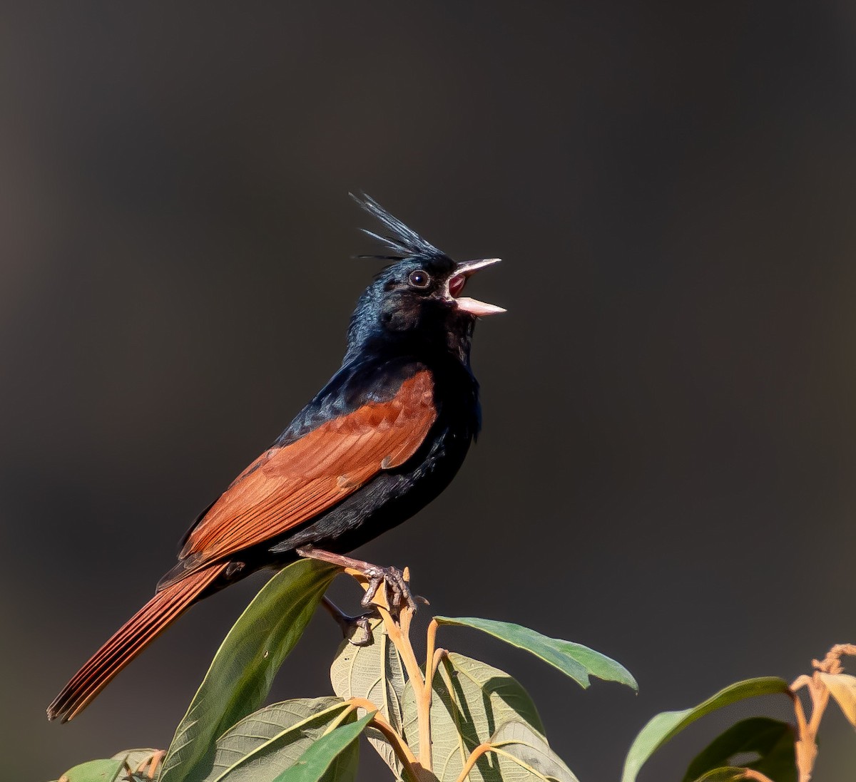 Crested Bunting - ML642750690