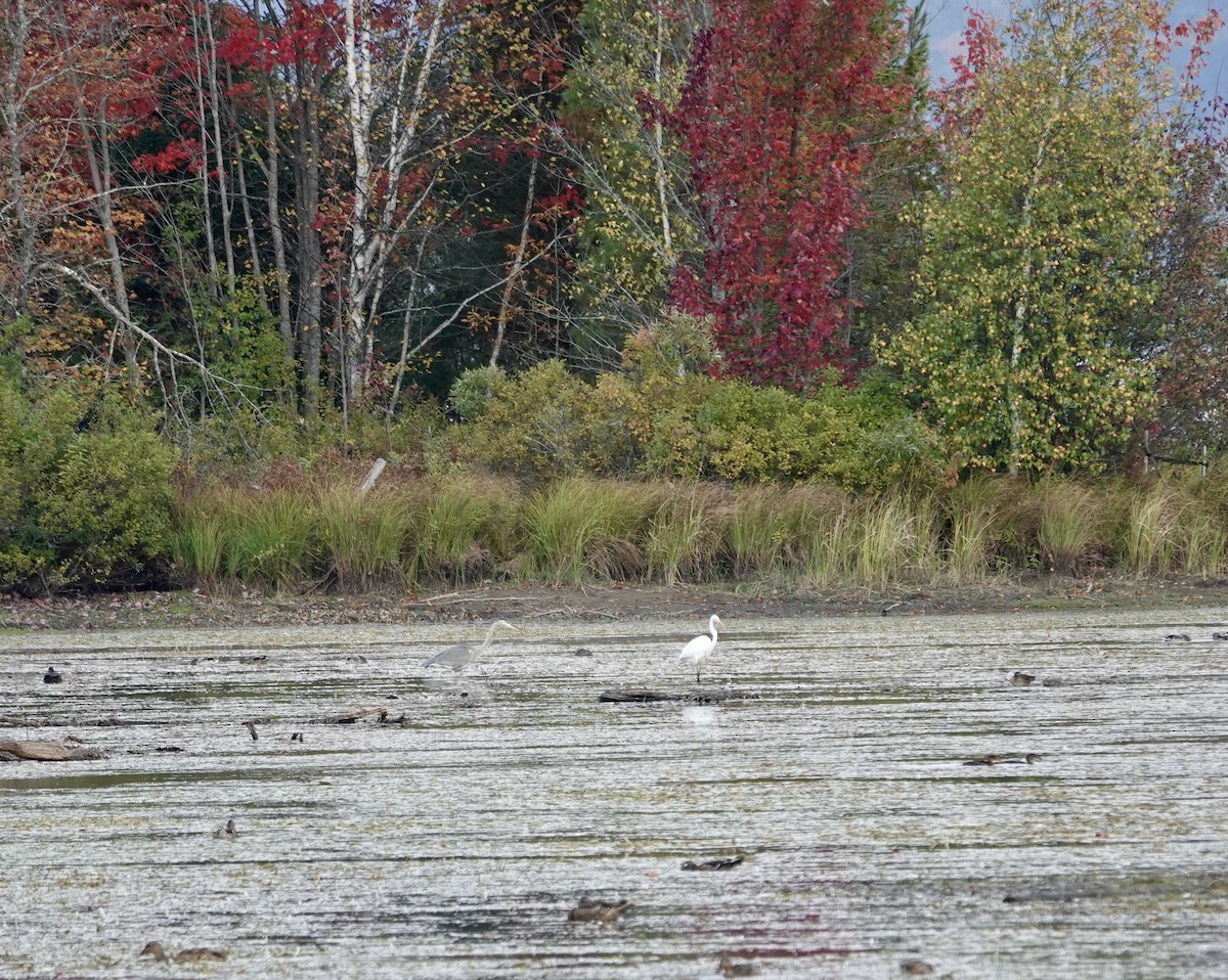 Great Egret - ML642750691