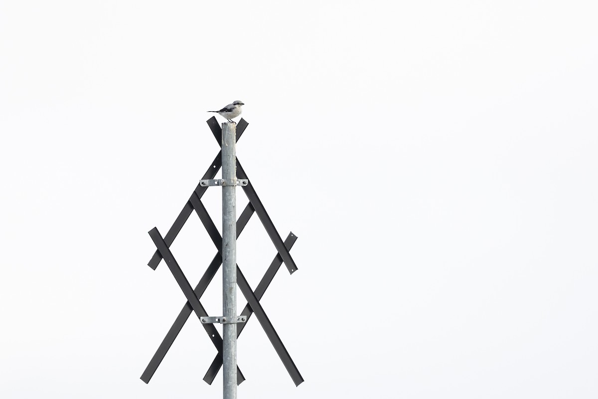 Great Gray Shrike (Great Gray) - ML642750692