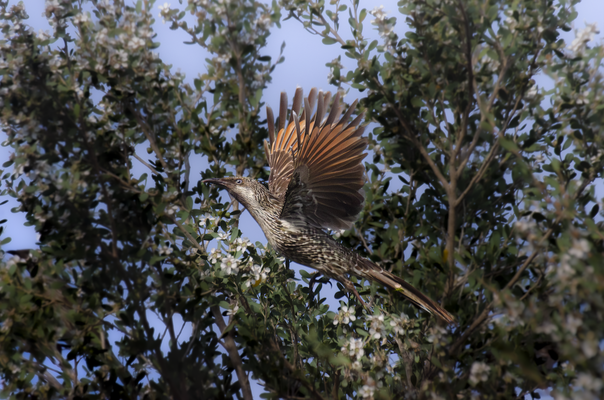 Little Wattlebird - ML642750722