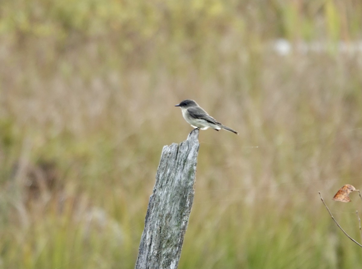 Eastern Phoebe - ML642750733