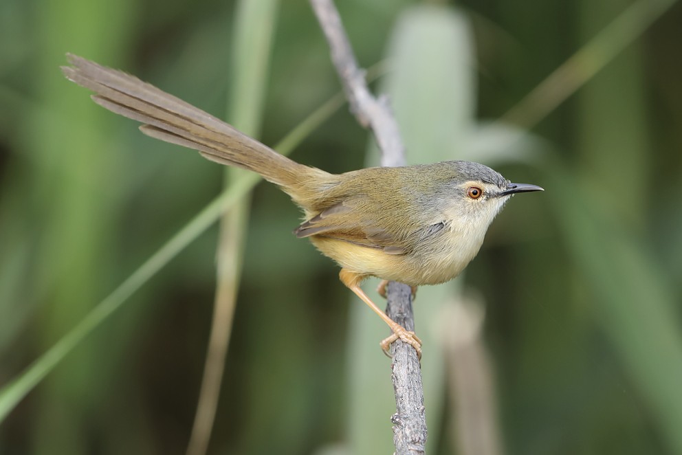 Yellow-bellied Prinia (Chinese) - ML642750762