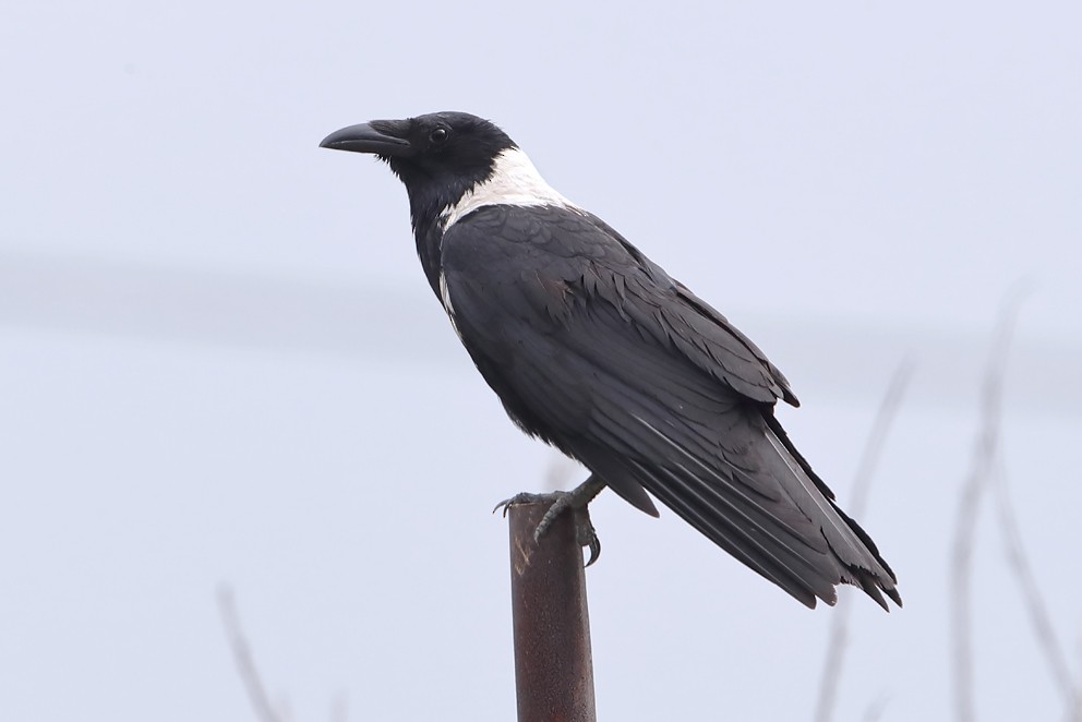 Collared Crow - ML642750772