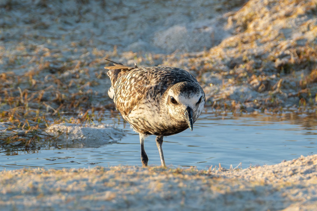 Black-bellied Plover - ML642750774