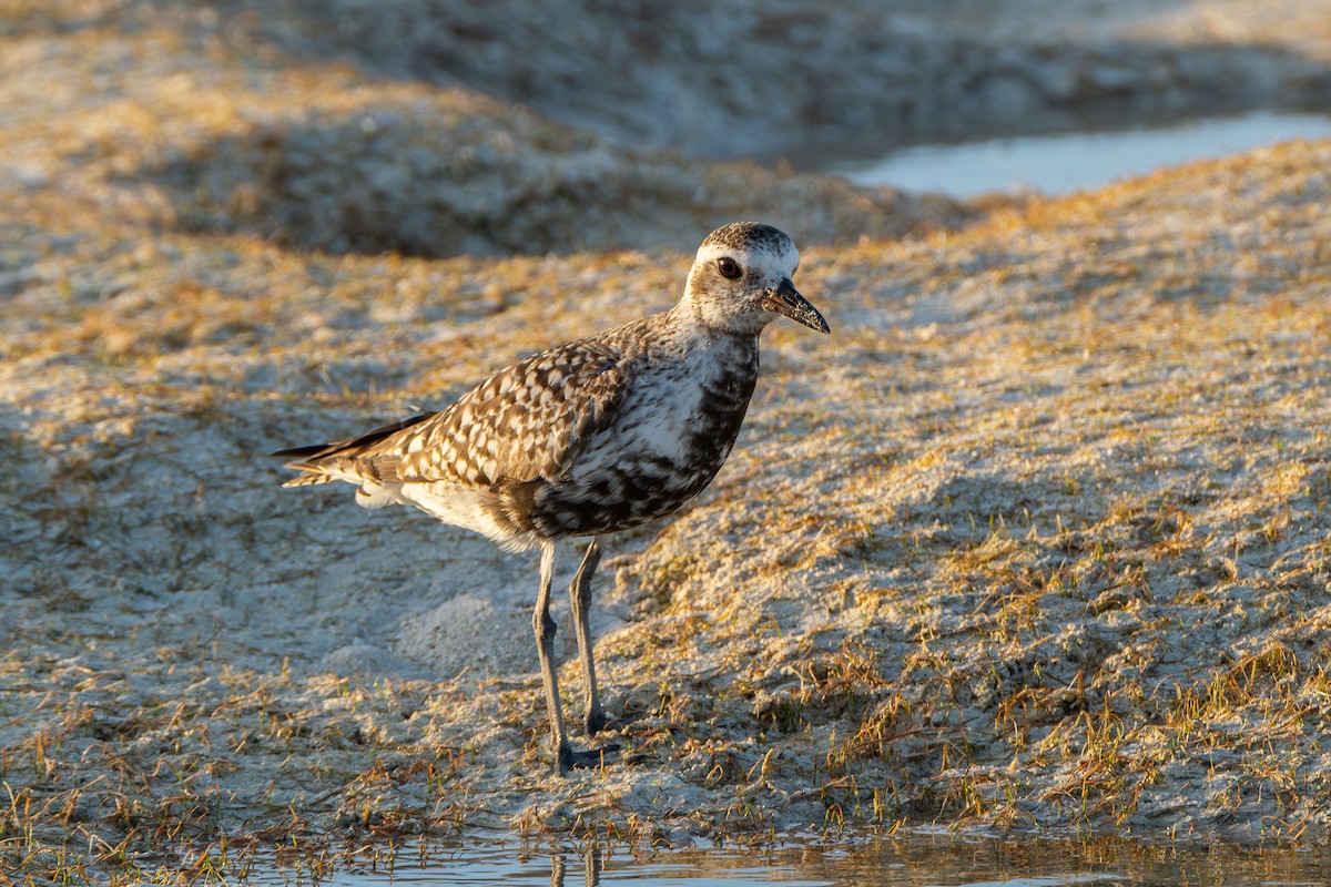 Black-bellied Plover - ML642750775