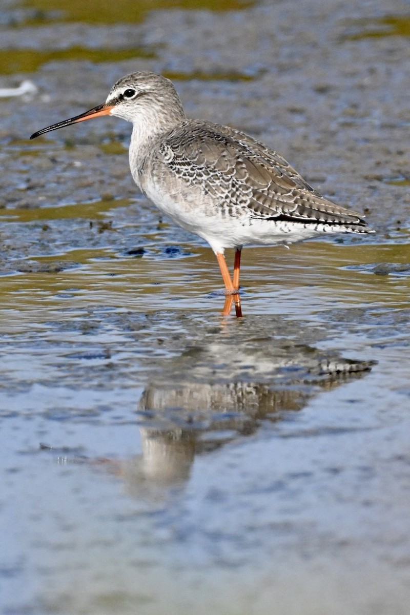 Spotted Redshank - ML642750778