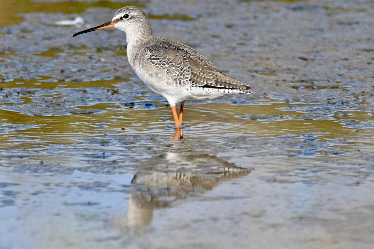 Spotted Redshank - ML642750779
