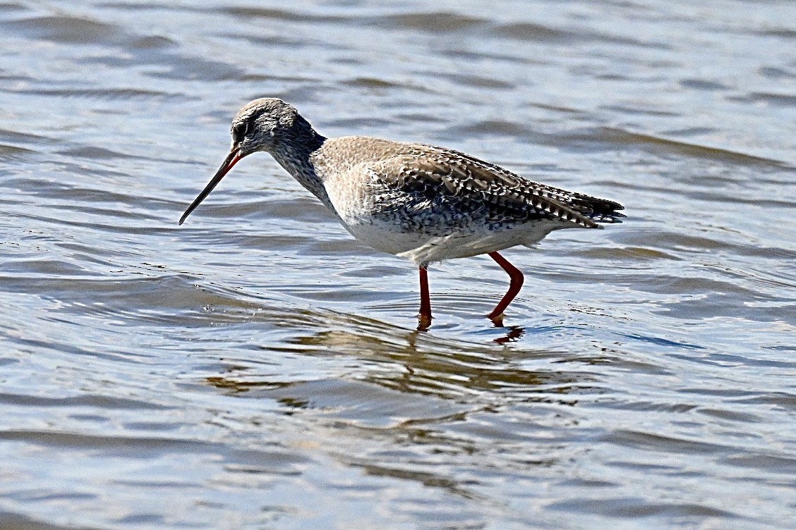 Spotted Redshank - ML642750780