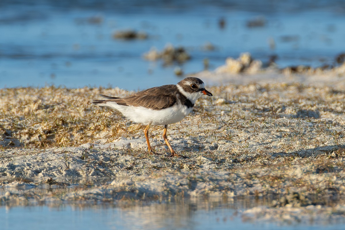 Semipalmated Plover - ML642750785