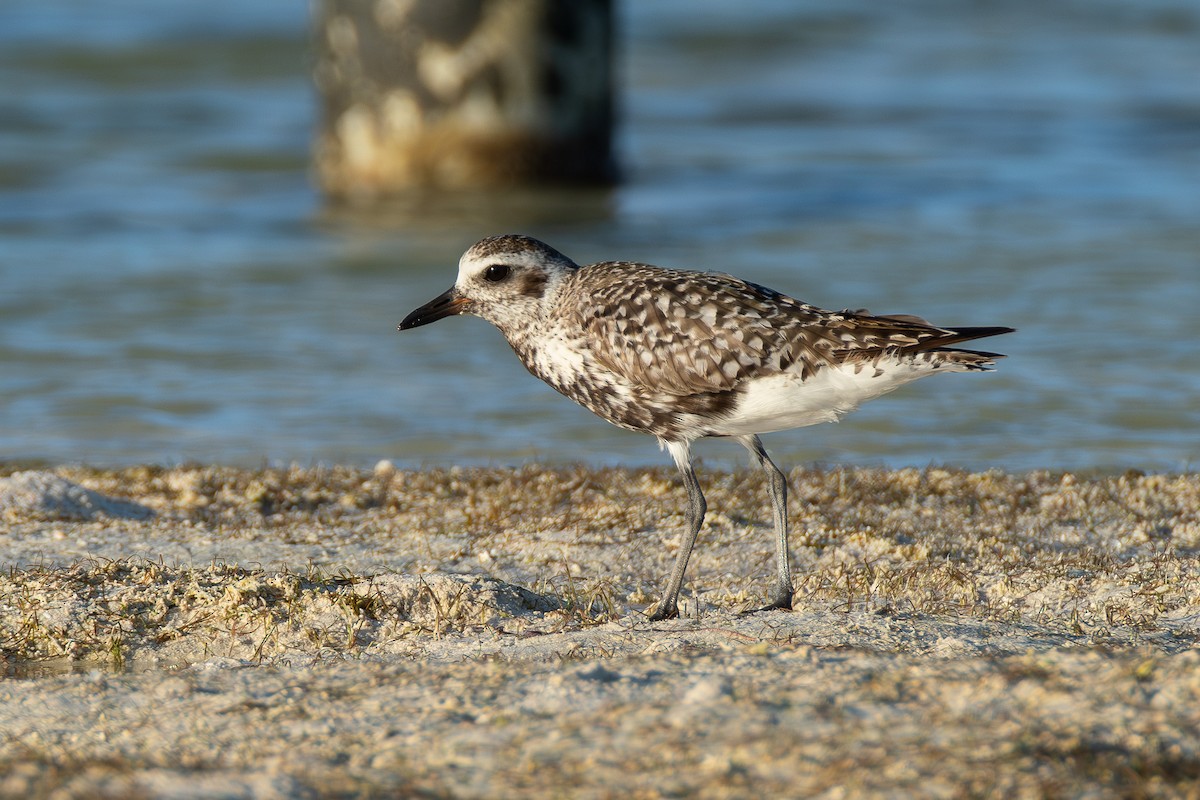 Black-bellied Plover - ML642750787
