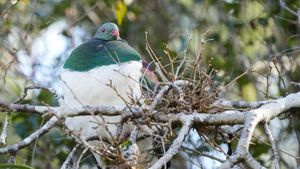 maoridue - ML642750789