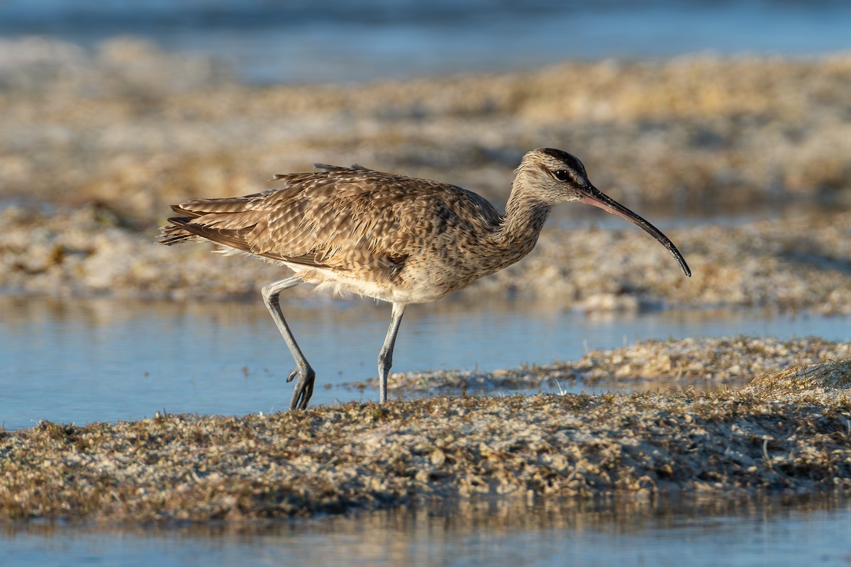 Hudsonian Whimbrel - ML642750790