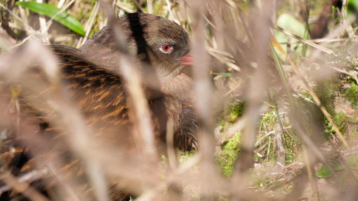 Уэка - ML642750792