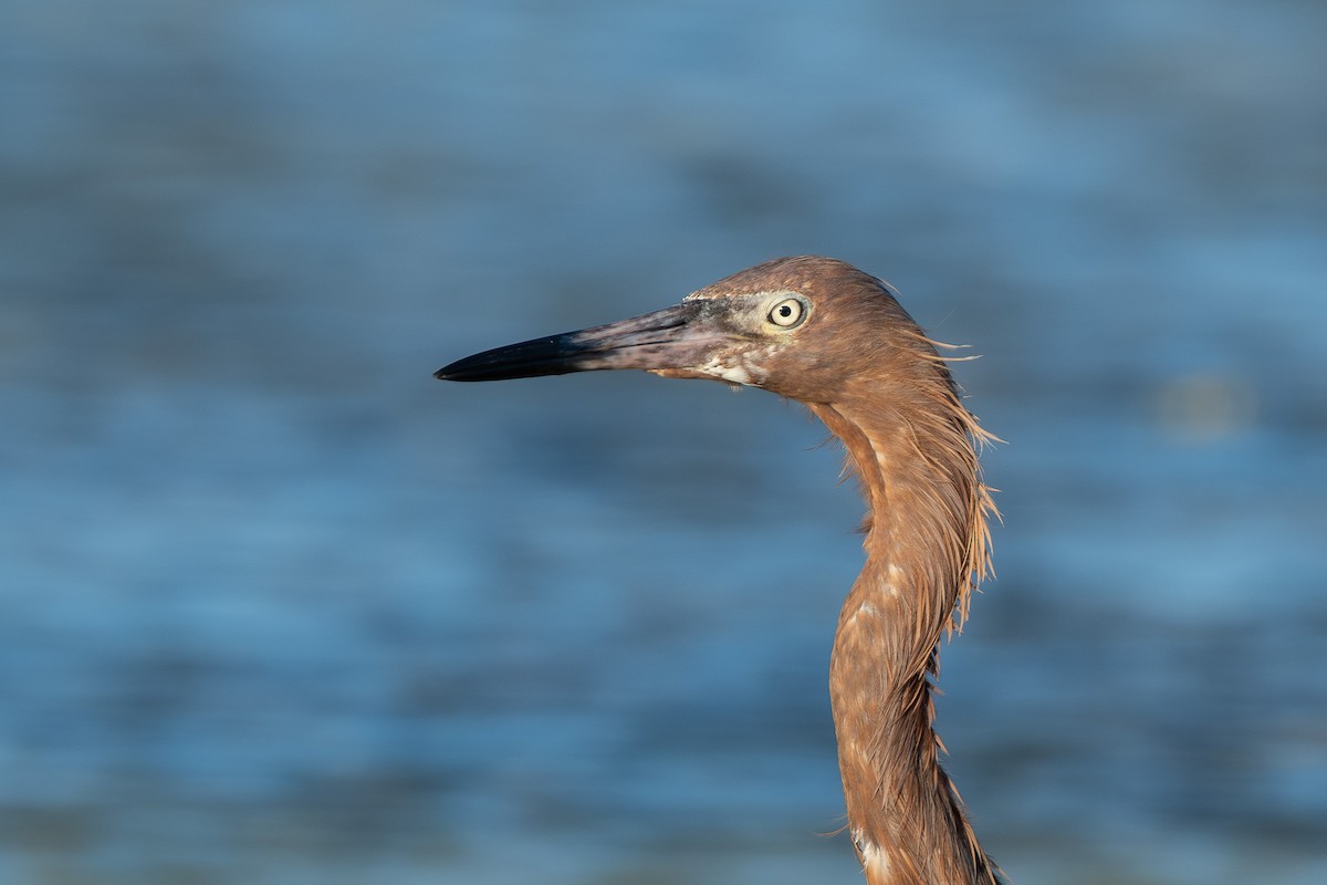 Reddish Egret - ML642750796