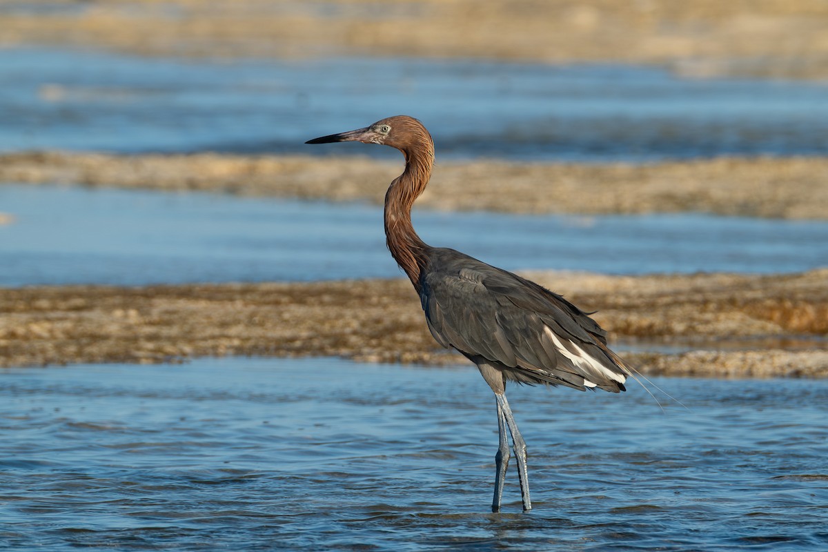 Reddish Egret - ML642750797