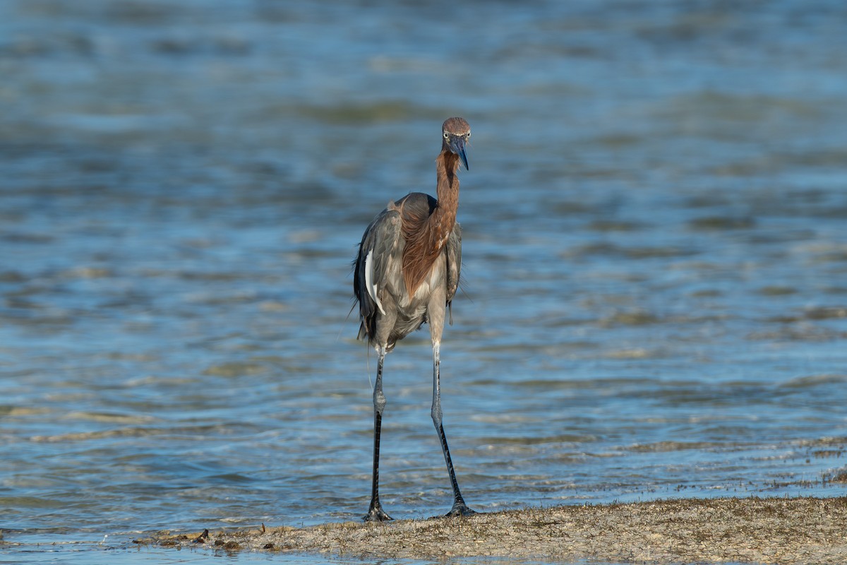 Reddish Egret - ML642750798