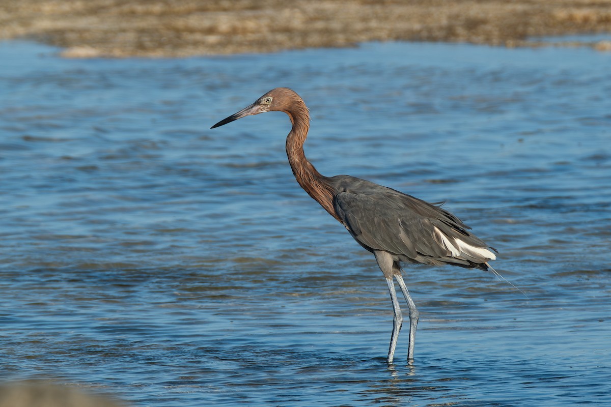 Reddish Egret - ML642750799