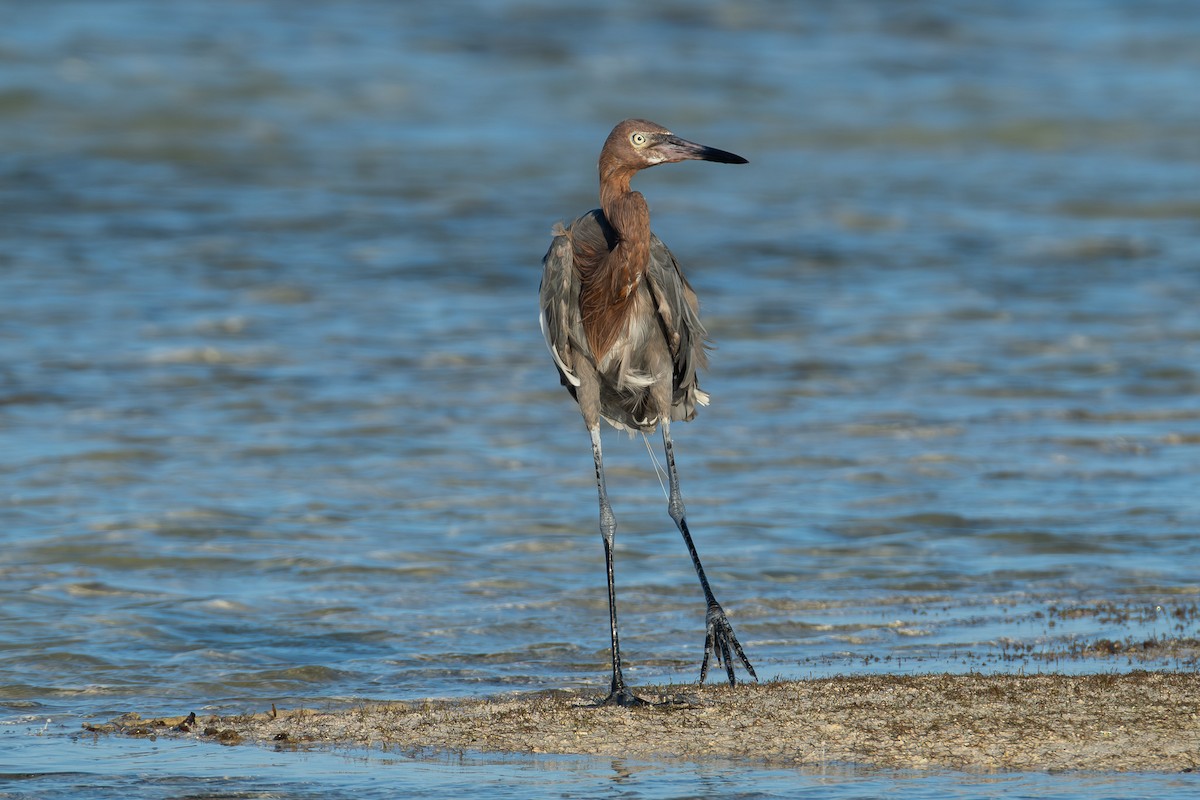 Reddish Egret - ML642750800